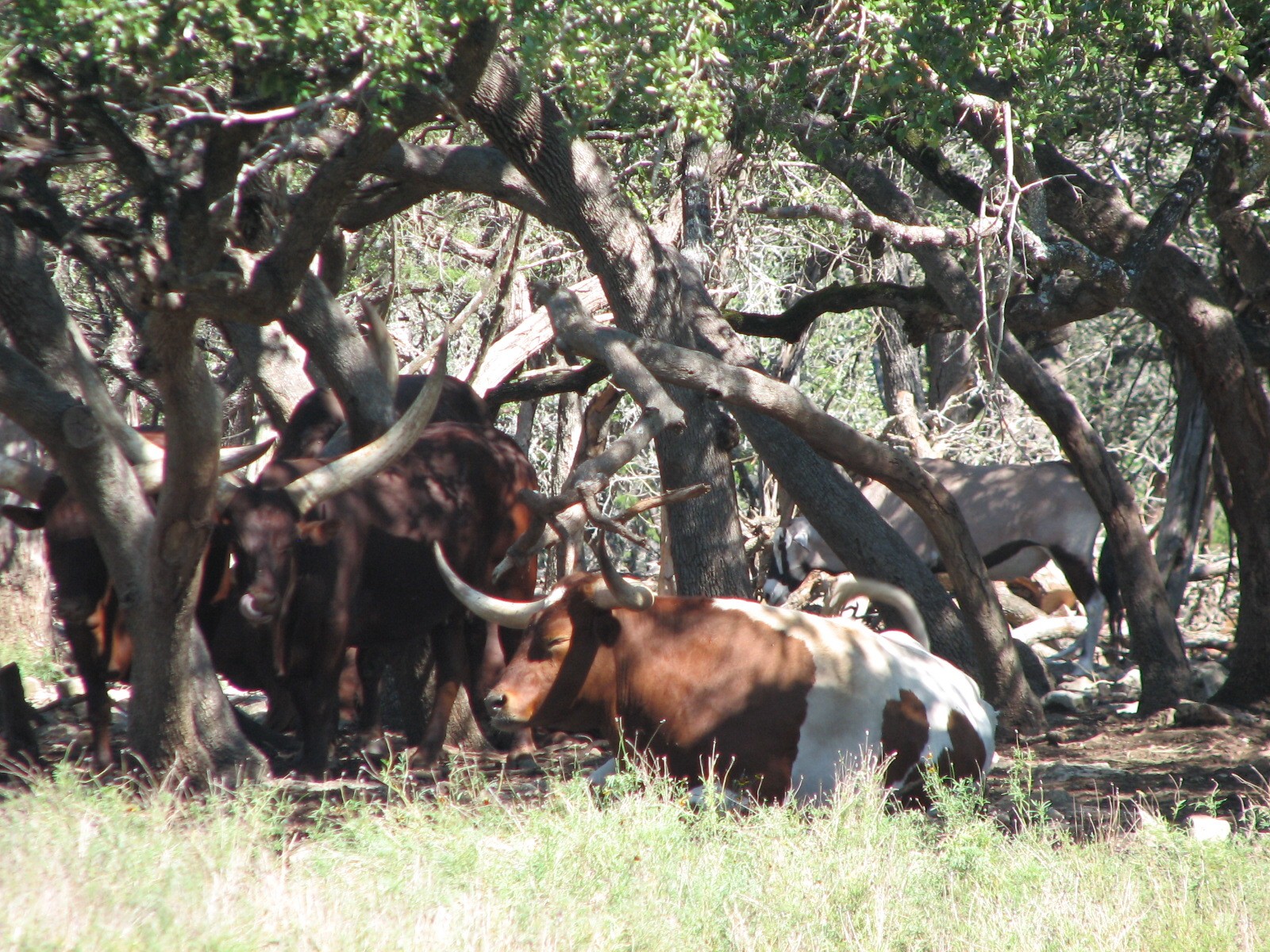 Natural Bridge Wildlife Ranch - Tatonka Range - Texas Longhorn and Watusi C