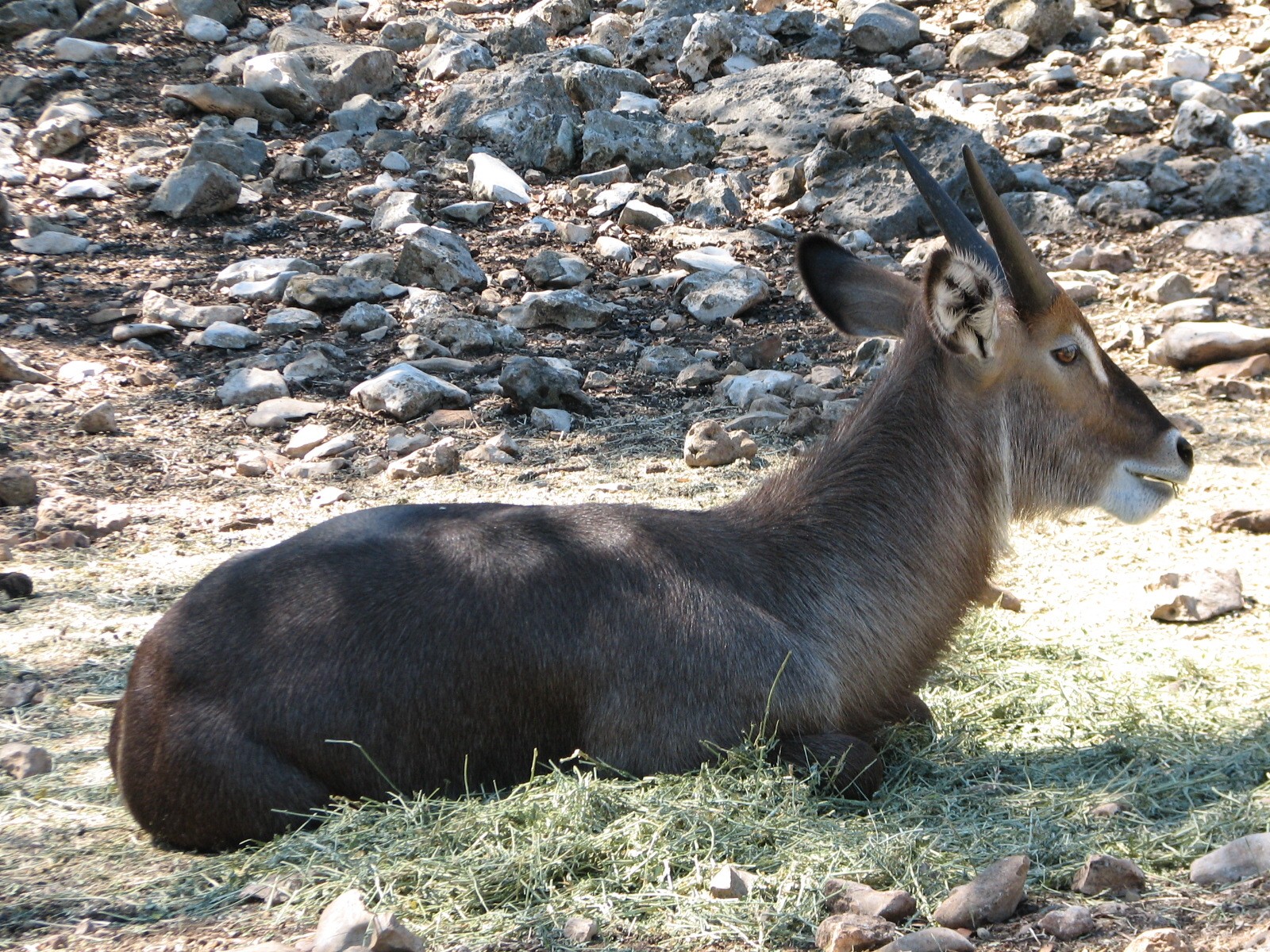 Natural Bridge Wildlife Ranch - Tatonka Range - Waterbuck