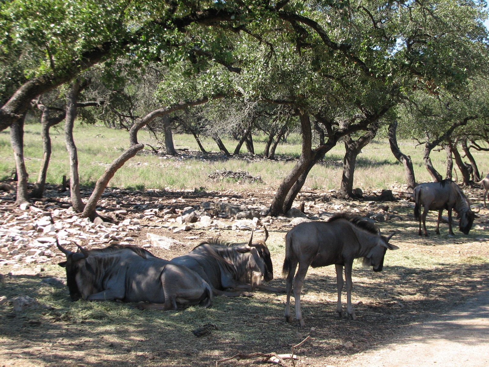Natural Bridge Wildlife Ranch - Tatonka Range - White-bearded Gnu