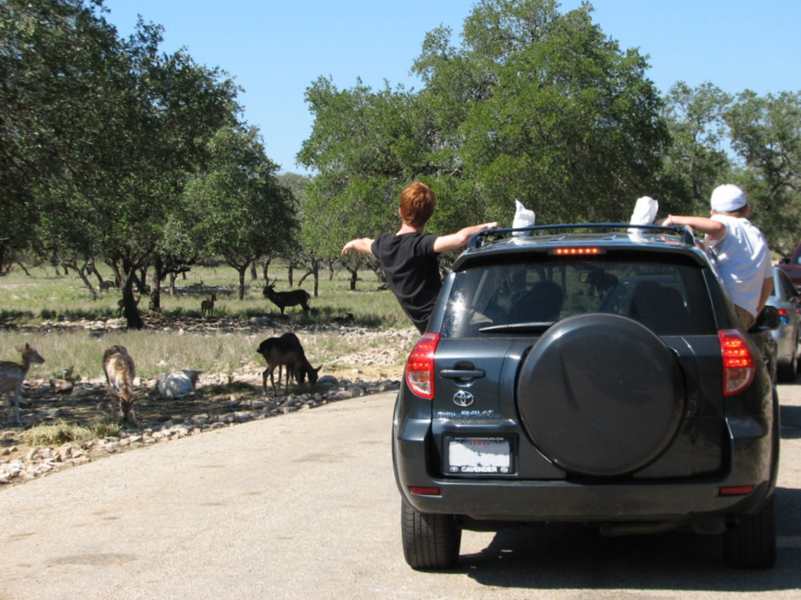 Natural Bridge Wildlife Ranch - Tatonka Range