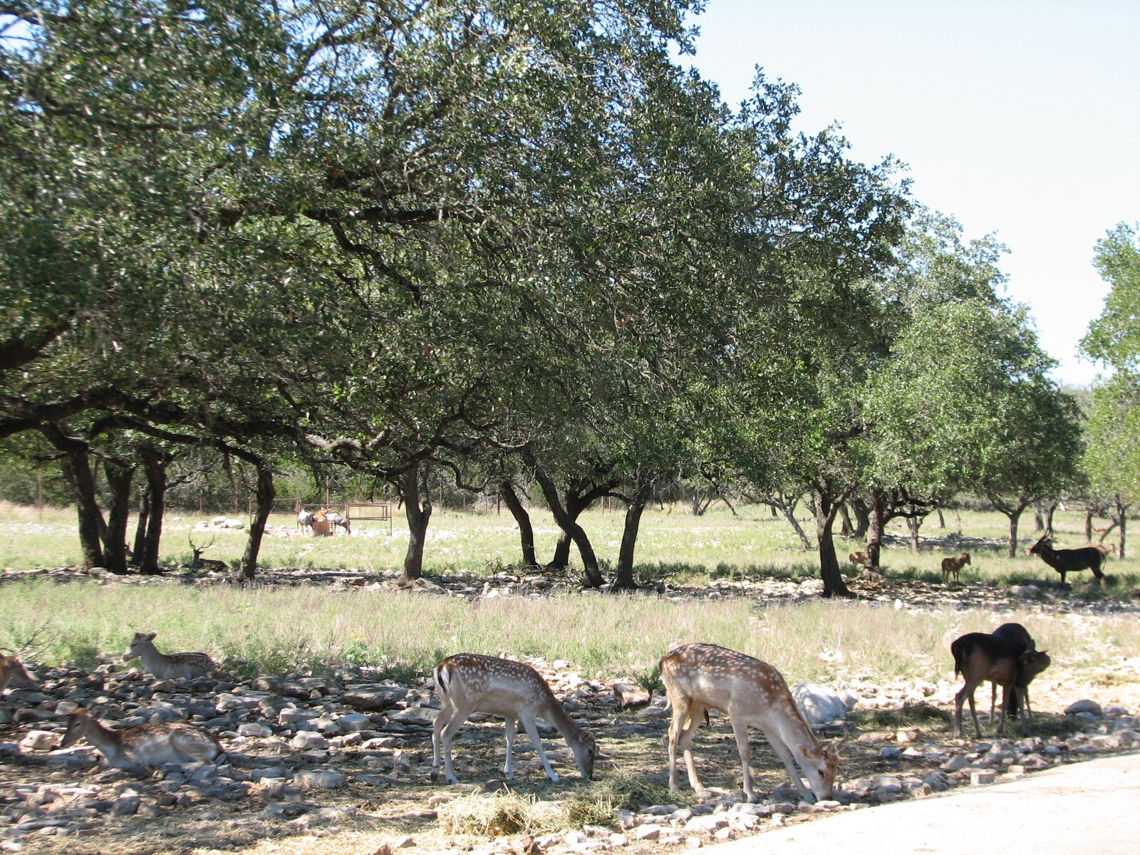 Natural Bridge Wildlife Ranch - Tatonka Range