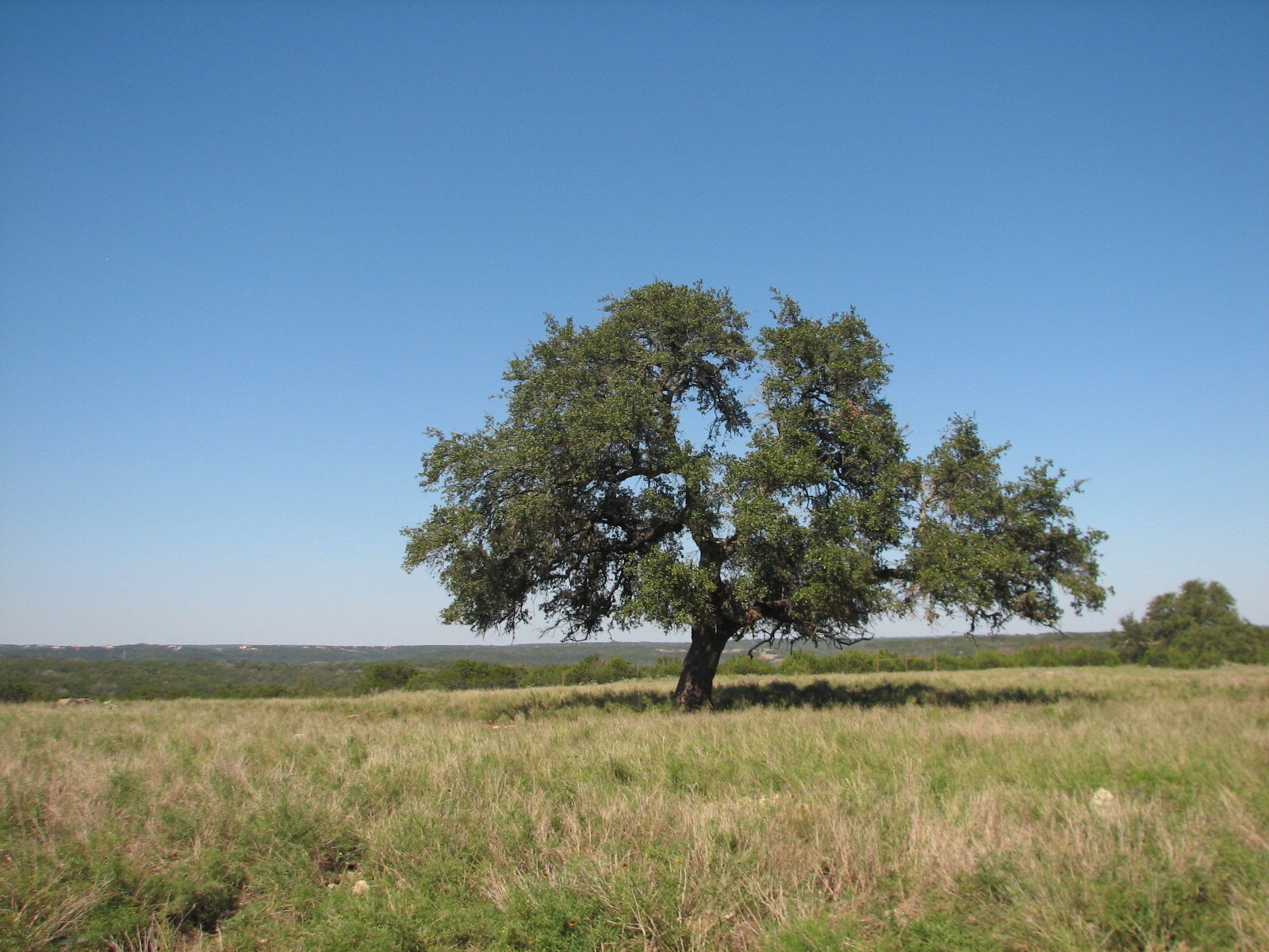 Natural Bridge Wildlife Ranch - Tatonka Range
