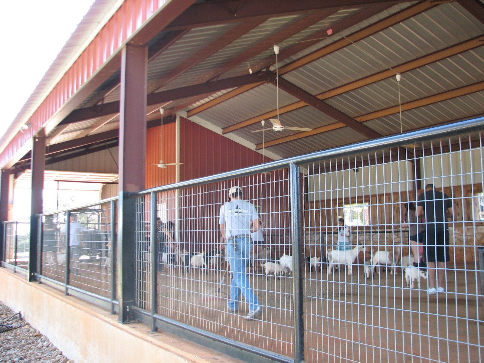 Natural Bridge Wildlife Ranch - Walk-A-Bout - Petting Barnyard