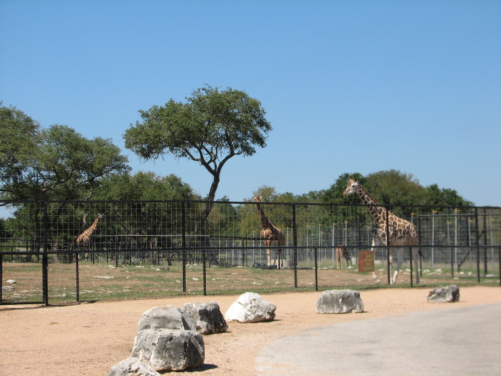 Natural Bridge Wildlife Ranch - Walk-A-Bout - Reticulated Giraffe, Red Kang