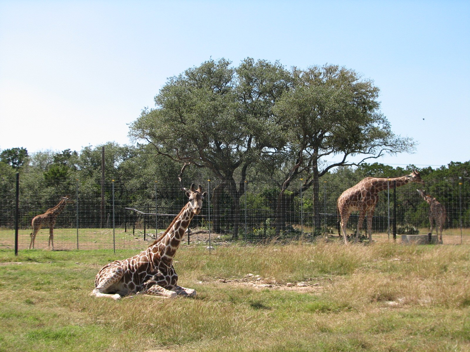 Natural Bridge Wildlife Ranch - Walk-A-Bout - Reticulated Giraffe, Red Kang