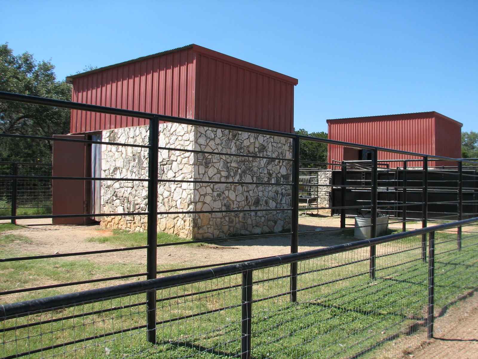 Natural Bridge Wildlife Ranch - Walk-A-Bout - Reticulated Giraffe, Red Kang