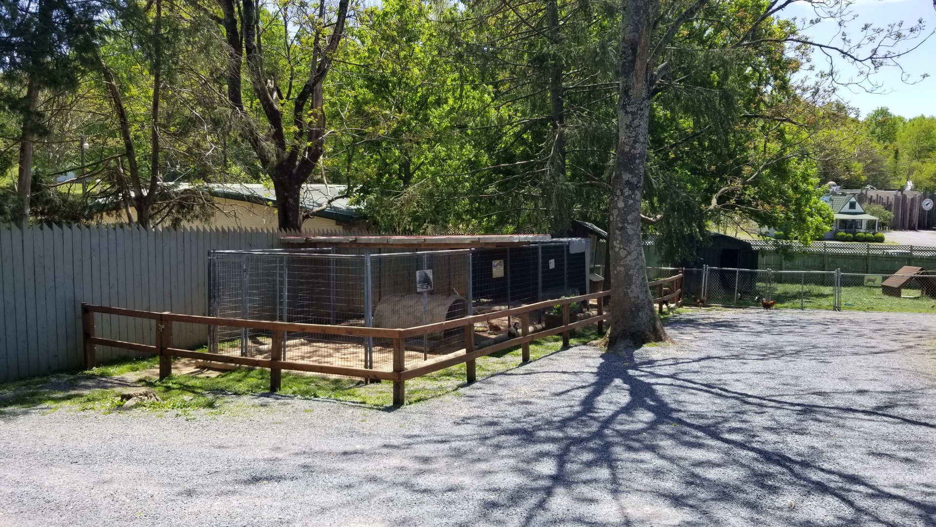 Natural Bridge Zoo - African crested porcupine