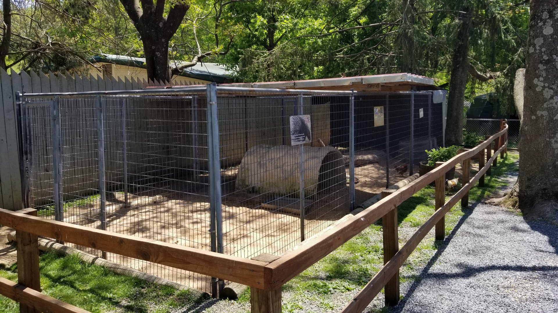 Natural Bridge Zoo - African crested porcupine