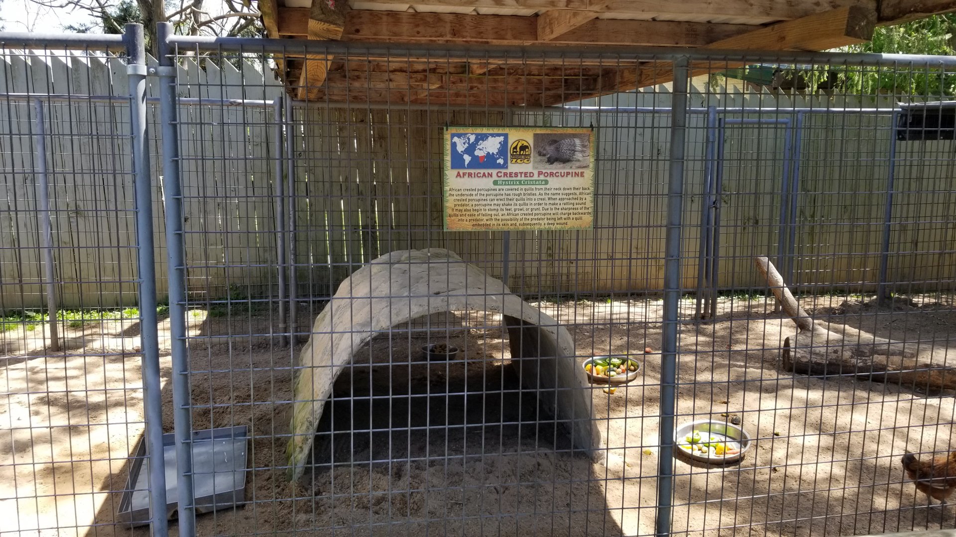 Natural Bridge Zoo - African crested porcupine