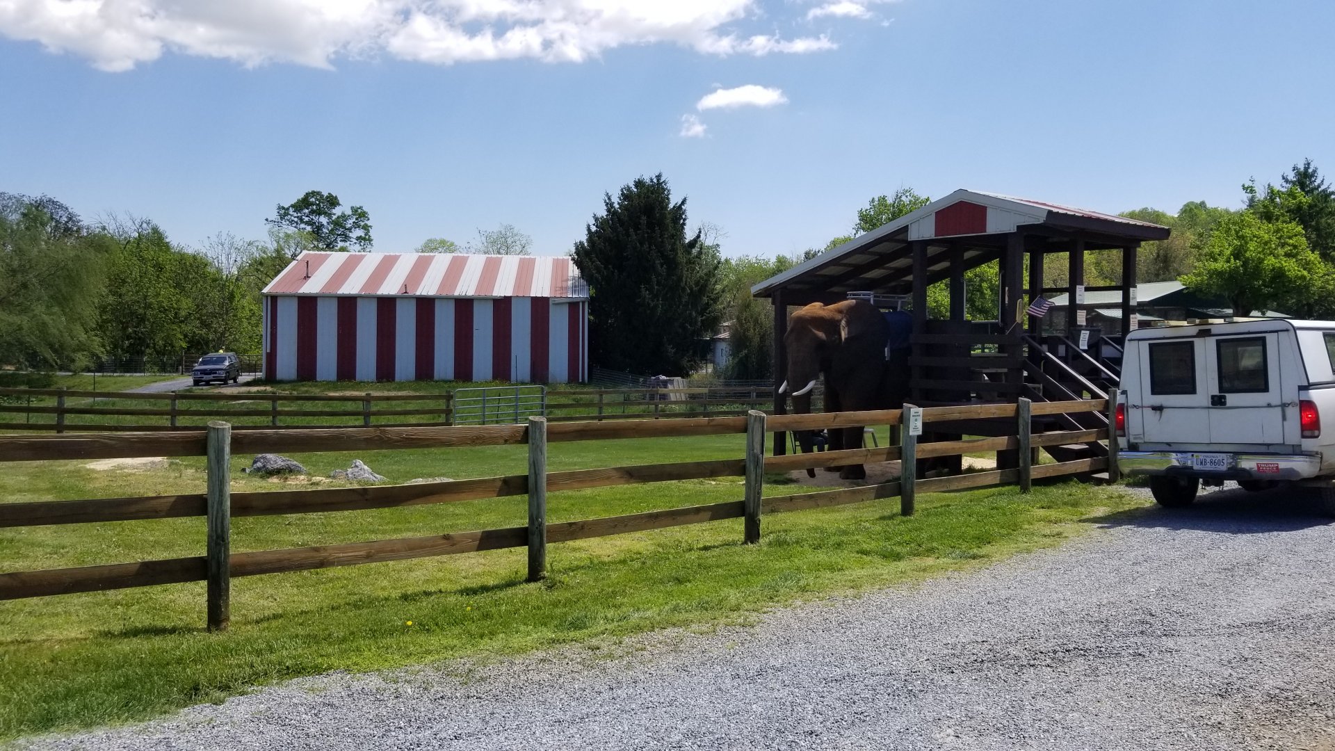 Natural Bridge Zoo - African elephant, rides are $15