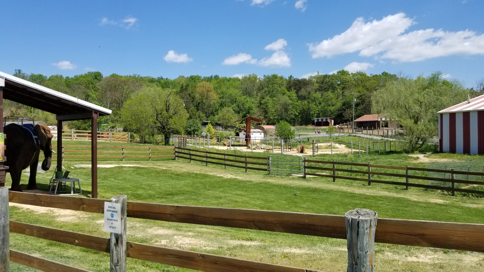 Natural Bridge Zoo - African elephant