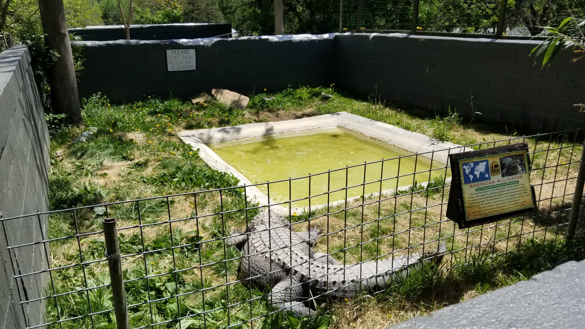 Natural Bridge Zoo - American Alligator