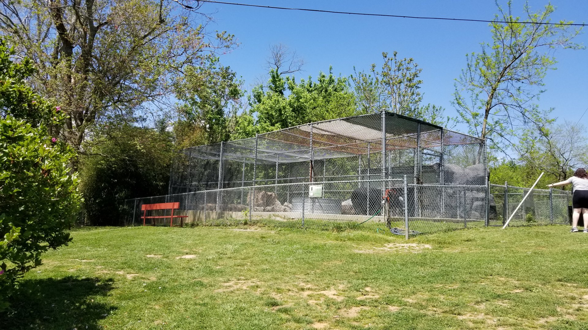 Natural Bridge Zoo - Asian Black Bear