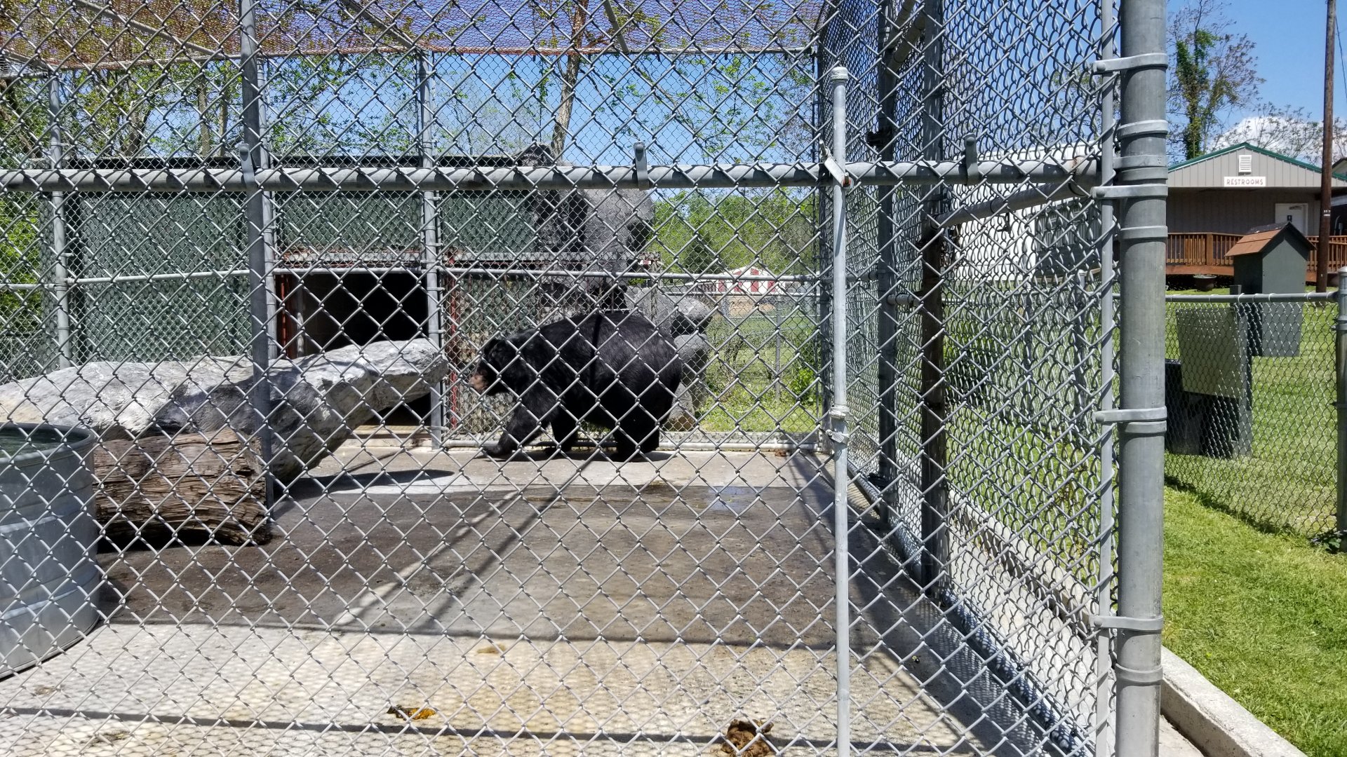 Natural Bridge Zoo - Asian Black Bear