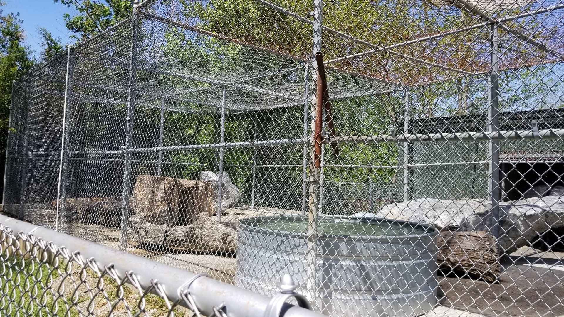 Natural Bridge Zoo - Asian Black Bear