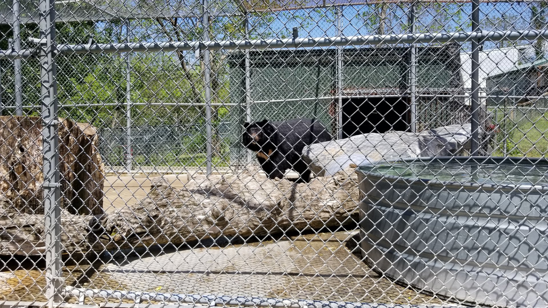 Natural Bridge Zoo - Asian Black Bear