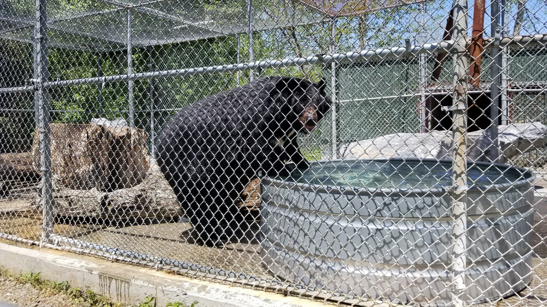 Natural Bridge Zoo - Asian Black Bear