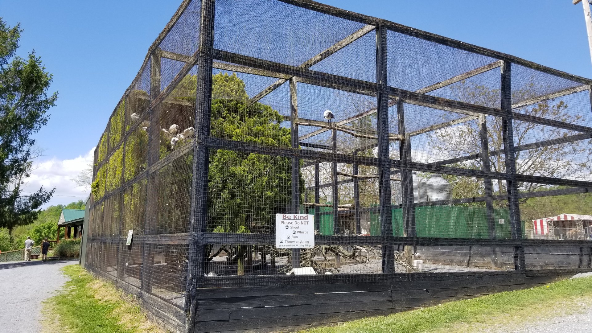 Natural Bridge Zoo - Aviary, Sacred ibis