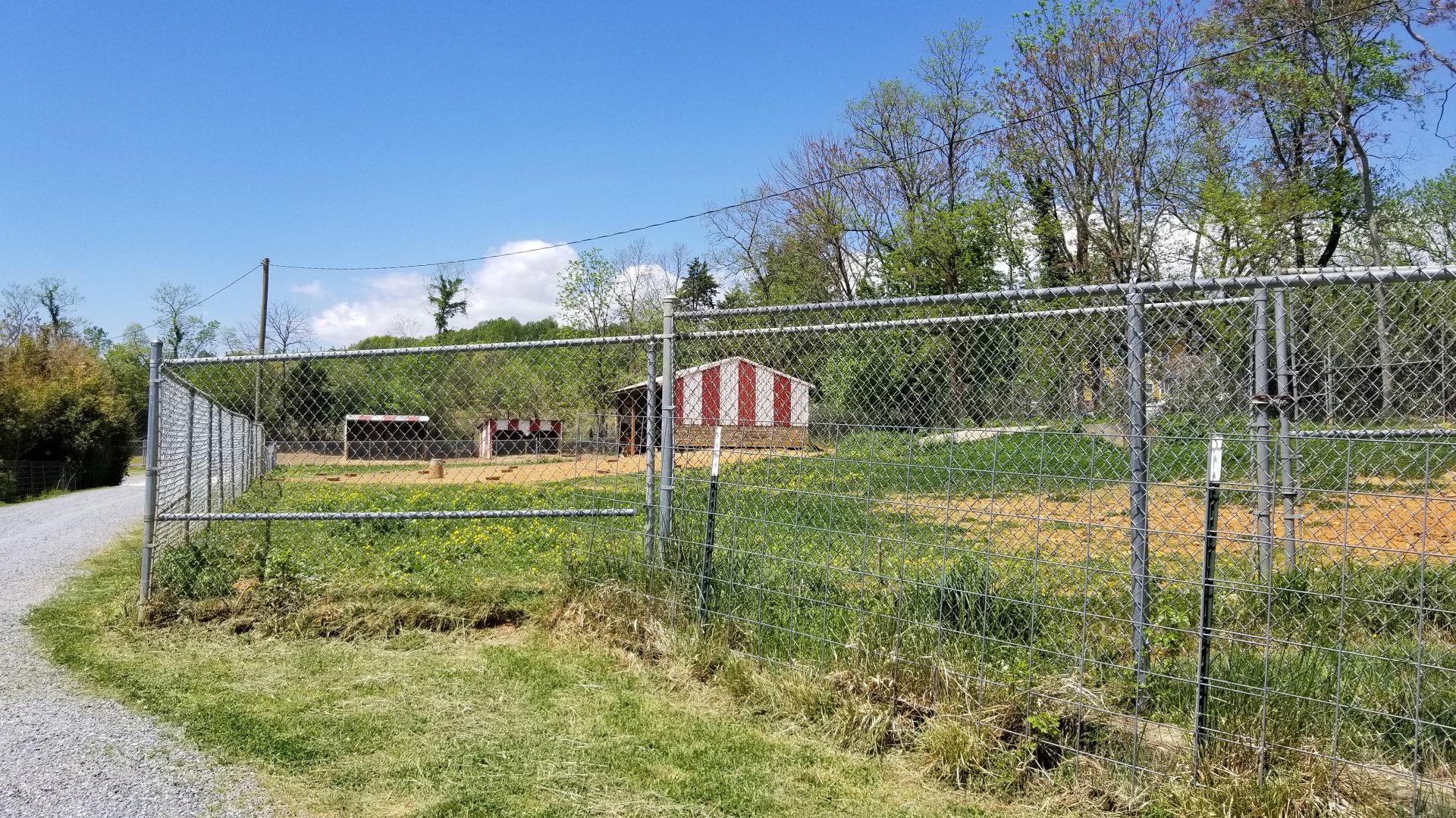 Natural Bridge Zoo - Beisa