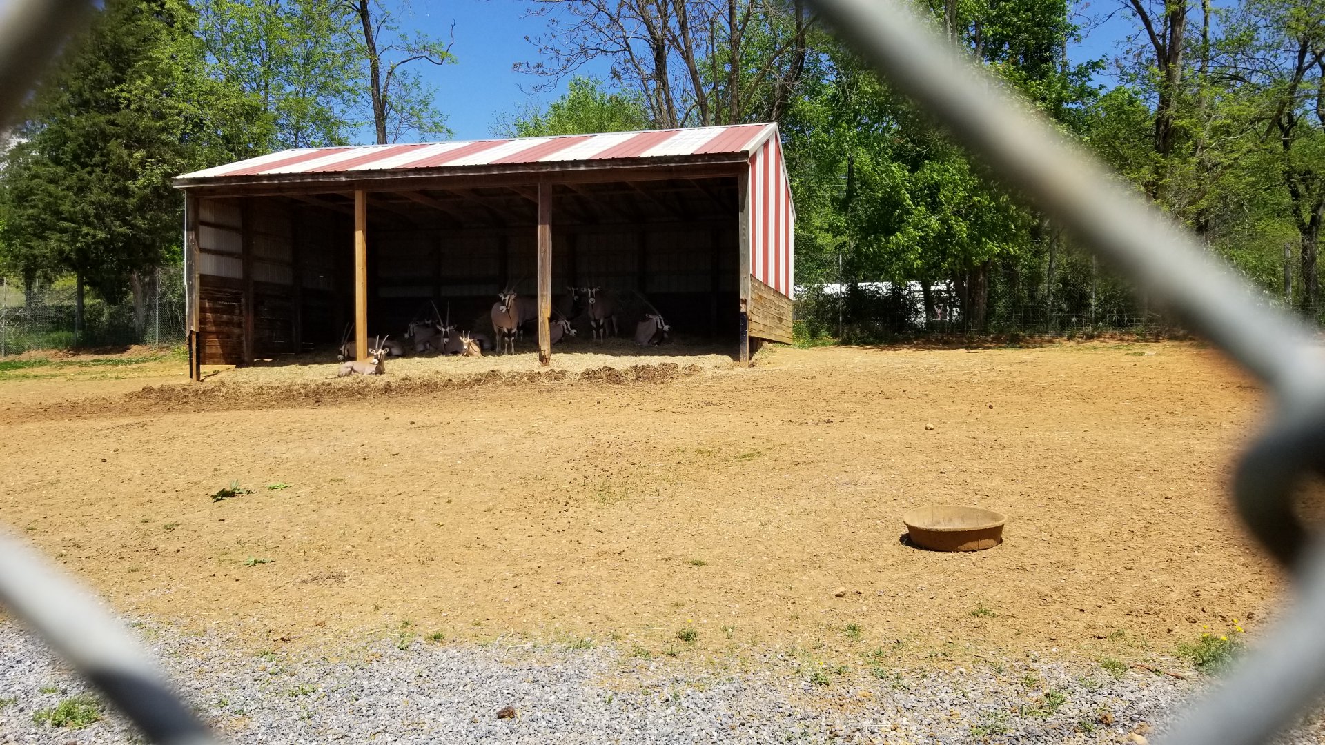 Natural Bridge Zoo - Beisa