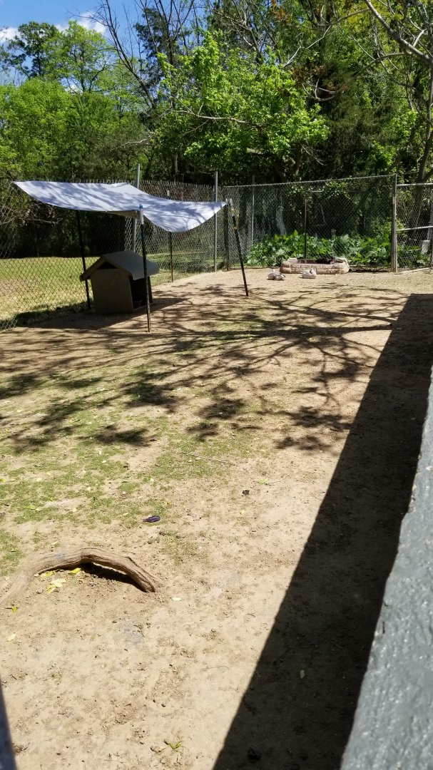 Natural Bridge Zoo - Black swan