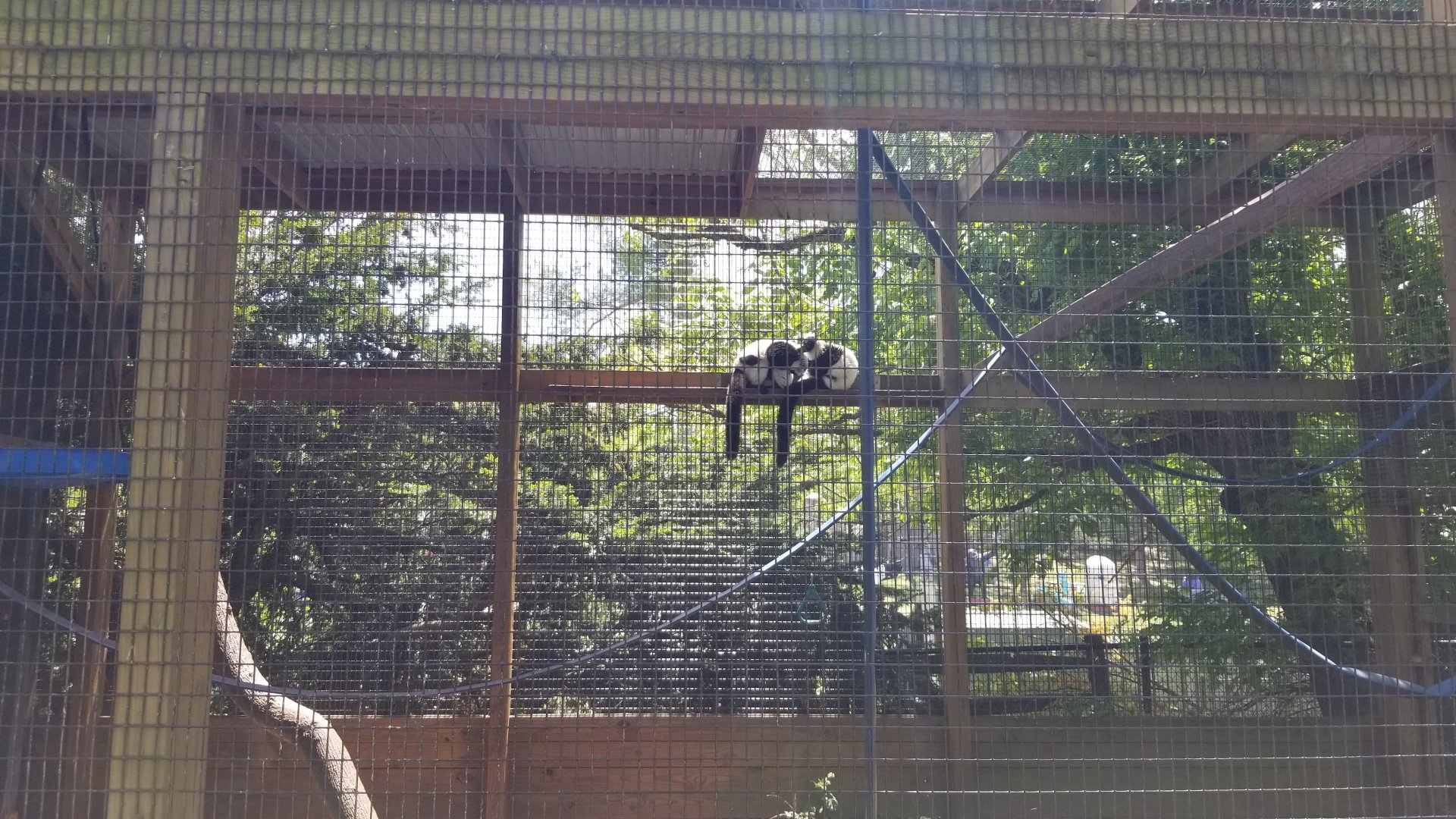 Natural Bridge Zoo - Black & white ruffed lemurs