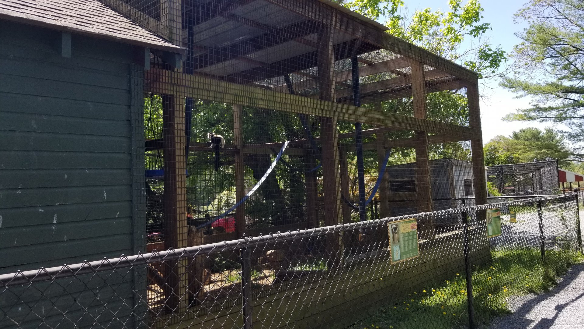 Natural Bridge Zoo - Black & white ruffed, ring-tailed lemurs