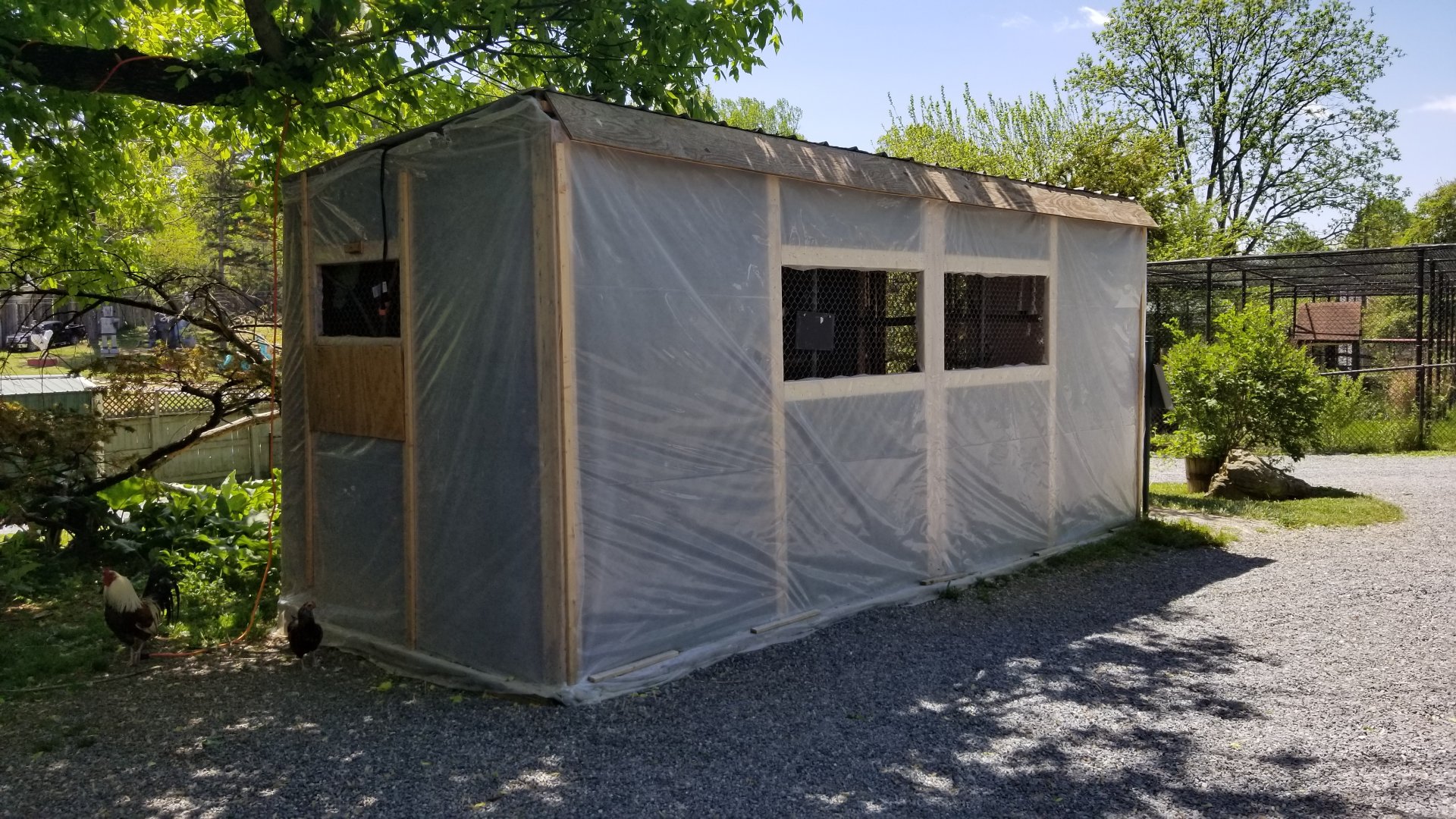 Natural Bridge Zoo - Blue-fronted Amazons (10 of them)