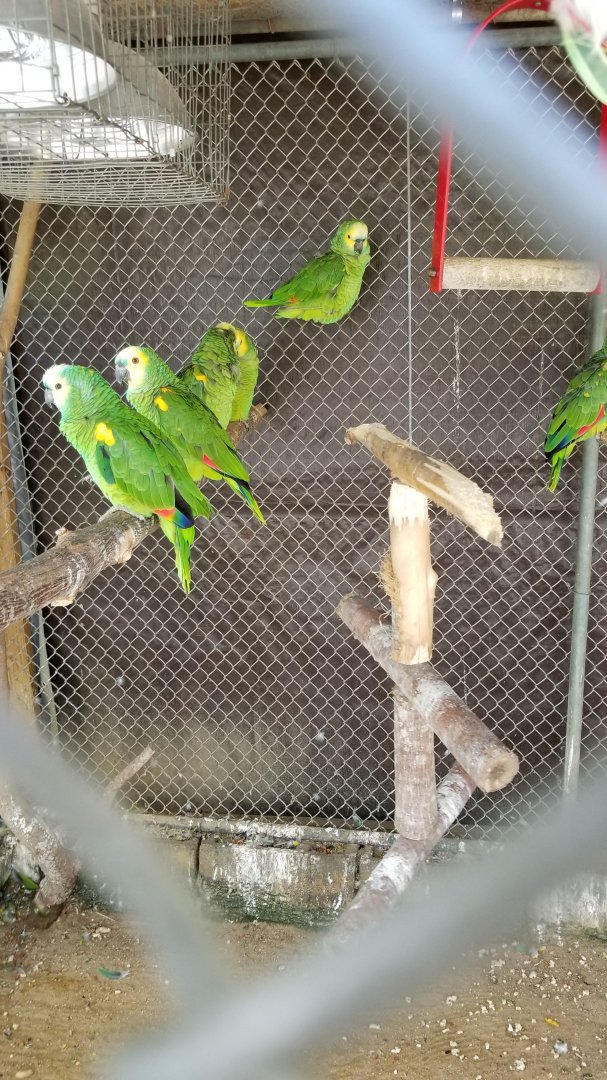 Natural Bridge Zoo - Blue-fronted Amazons (10 of them)