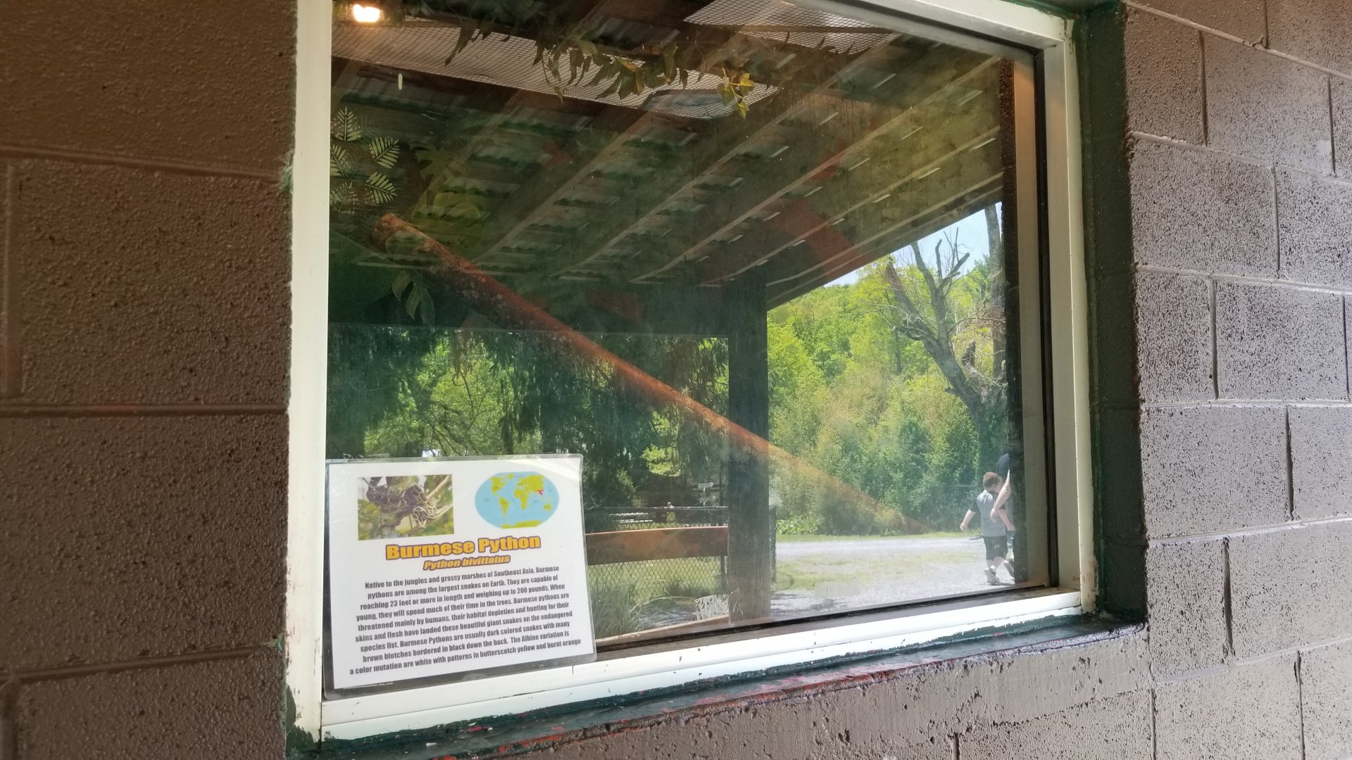 Natural Bridge Zoo - Burmese python
