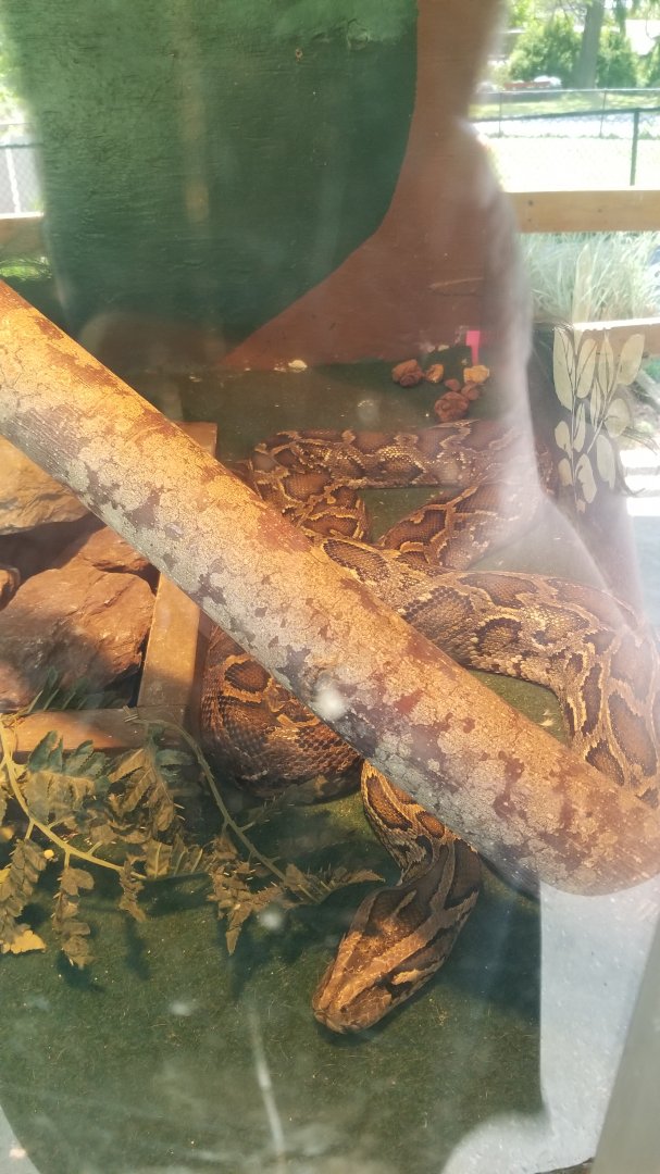 Natural Bridge Zoo - Burmese python