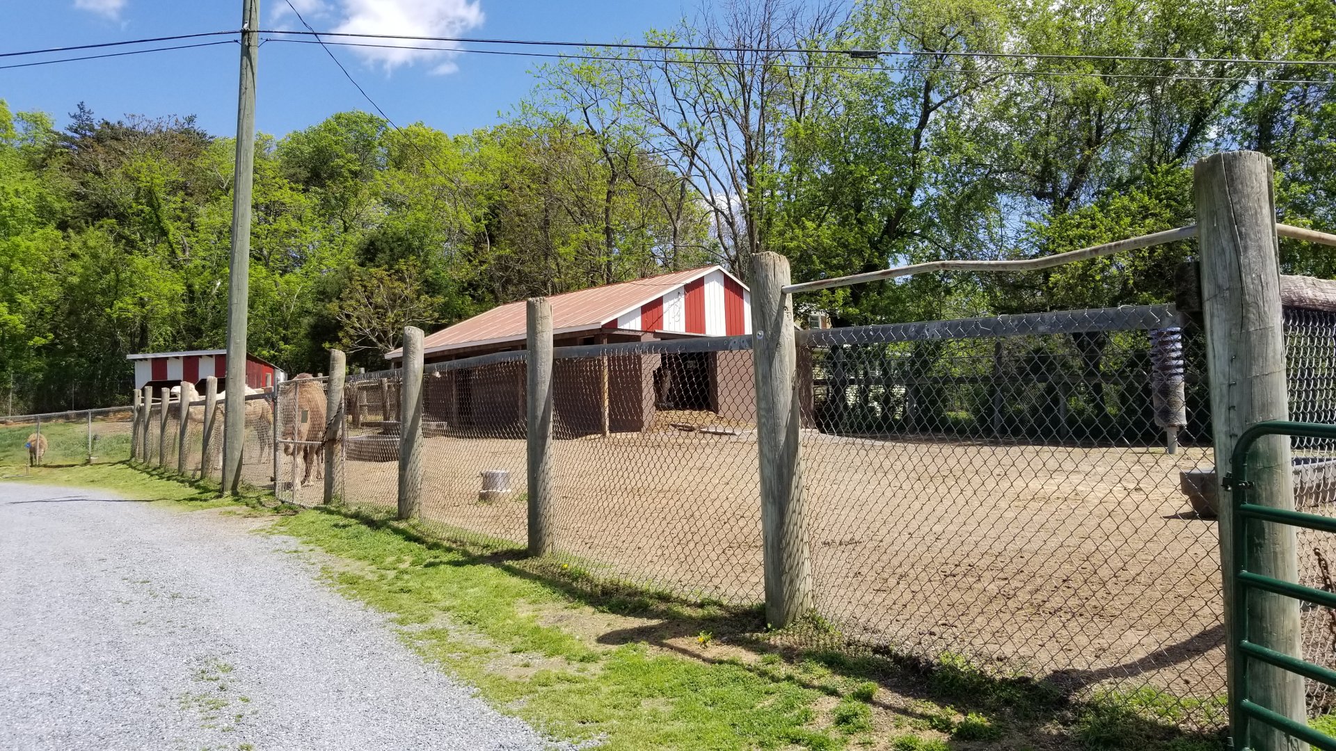 Natural Bridge Zoo - Camels