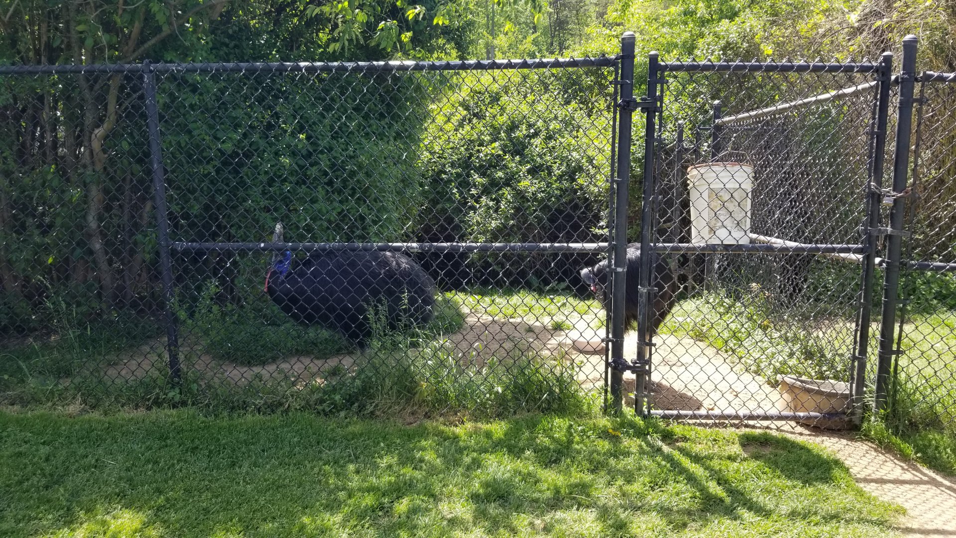 Natural Bridge Zoo - Cassowary exhibit #1 of 2