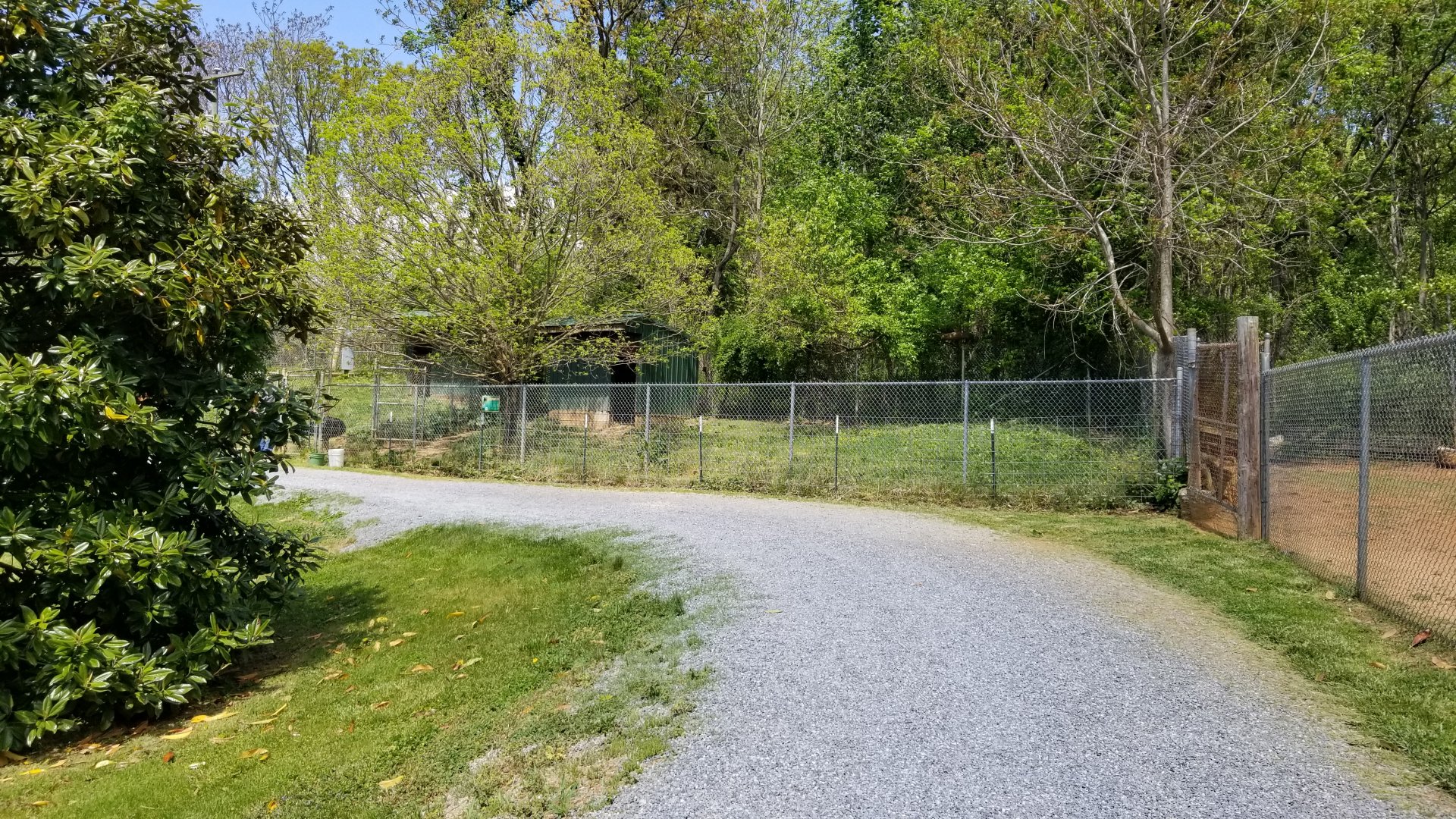 Natural Bridge Zoo - Cassowary exhibit #2