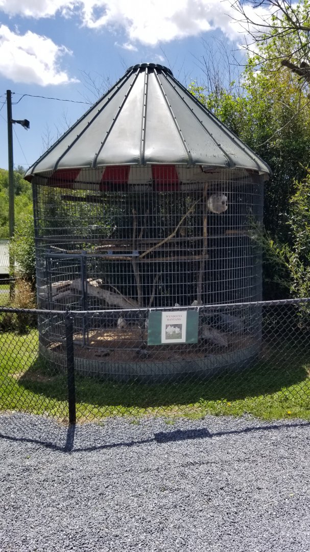 Natural Bridge Zoo - Chickens