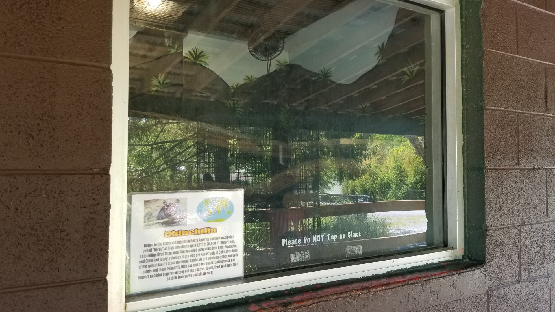 Natural Bridge Zoo - Chinchilla