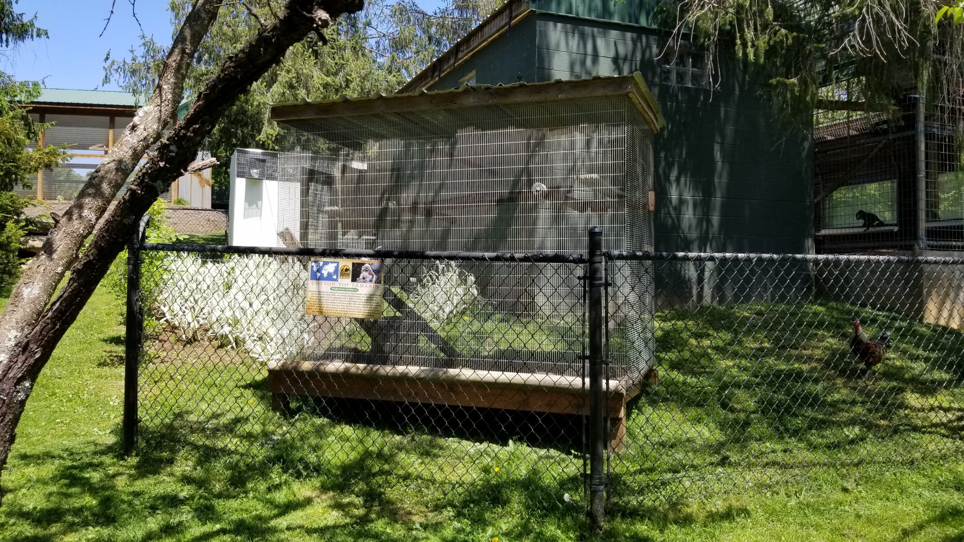 Natural Bridge Zoo - Cotton-top Tamarin