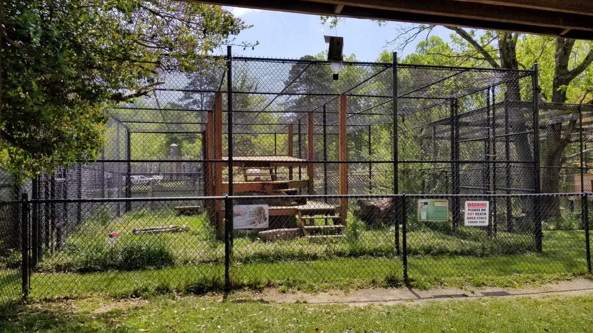 Natural Bridge Zoo - Cougar