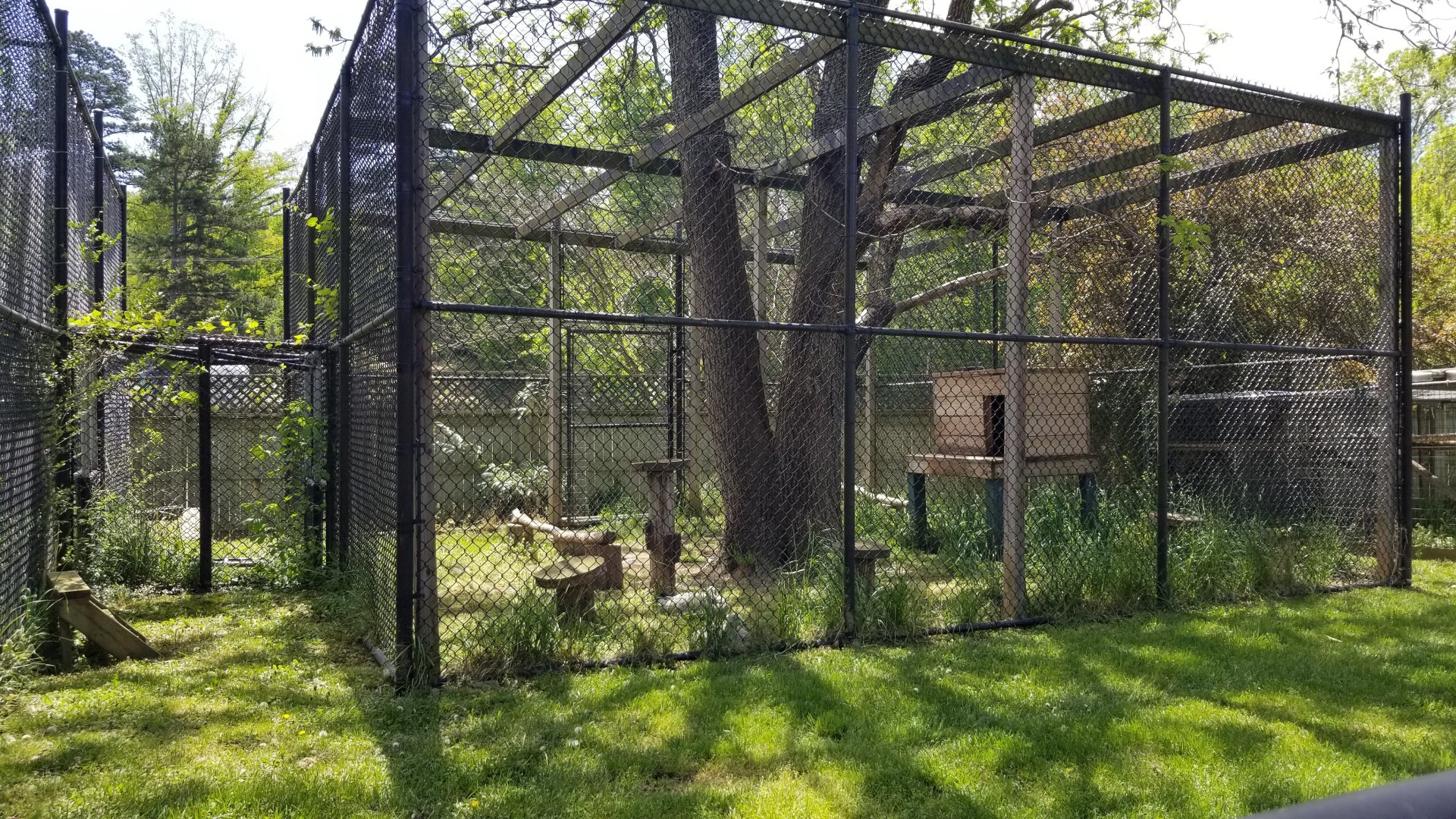 Natural Bridge Zoo - Cougar