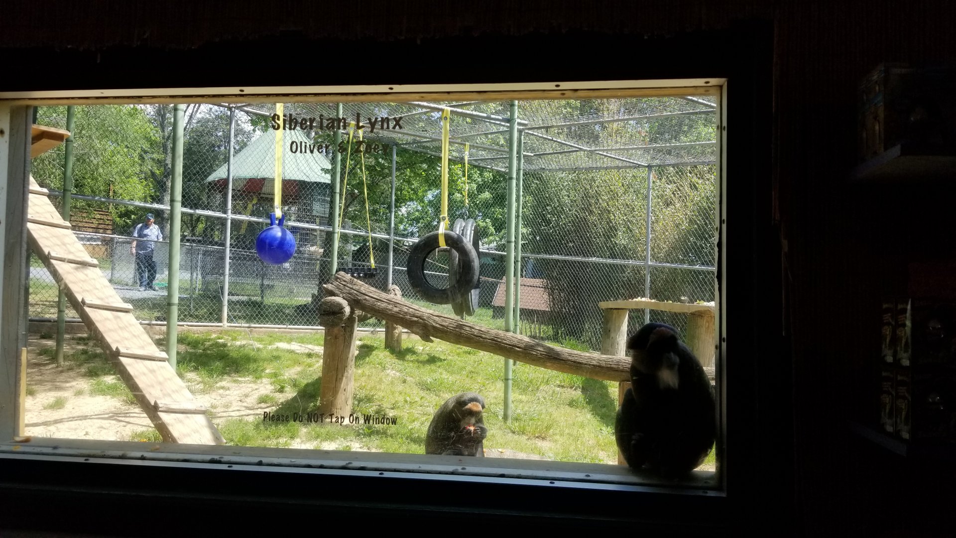 Natural Bridge Zoo - DeBrazza's monkeys