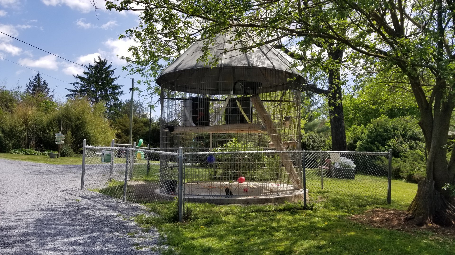 Natural Bridge Zoo - DeBrazza's monkeys