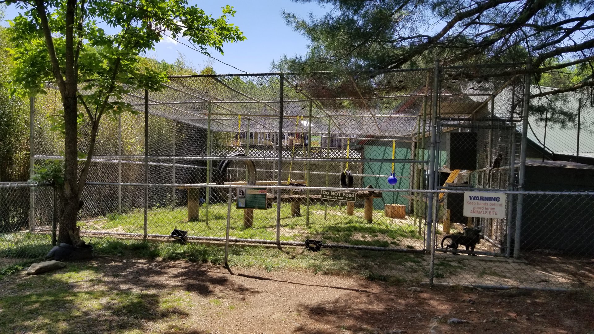 Natural Bridge Zoo - DeBrazza's monkeys