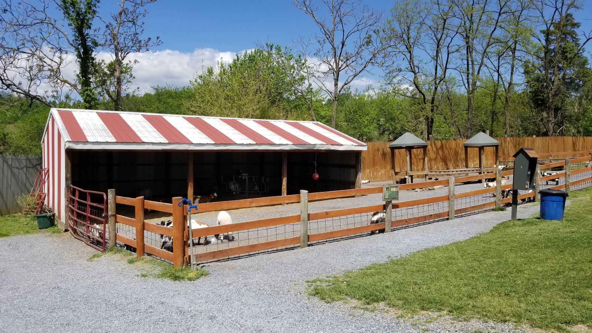 Natural Bridge Zoo - Domestic goats