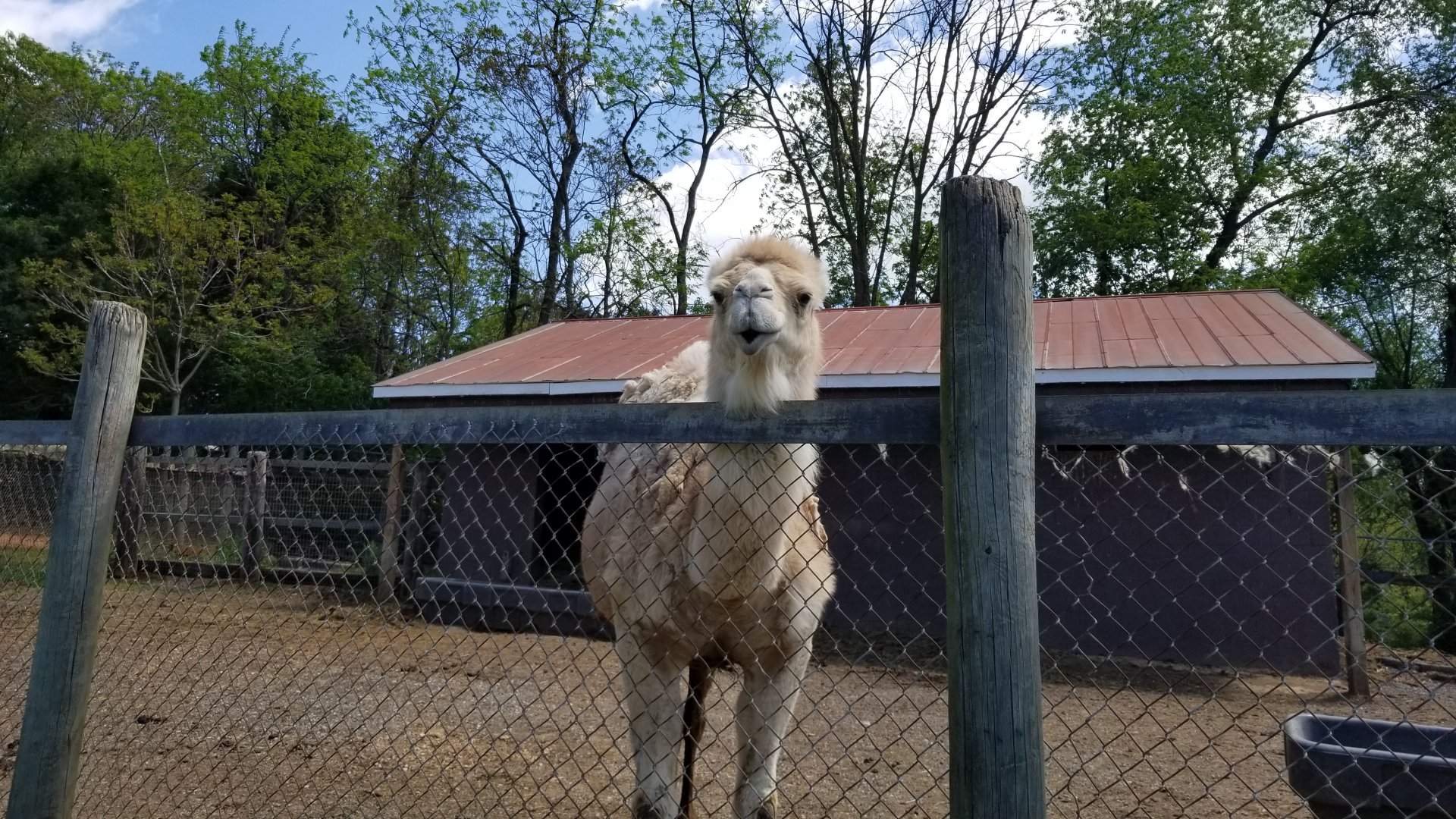 Natural Bridge Zoo - Dromedary camel