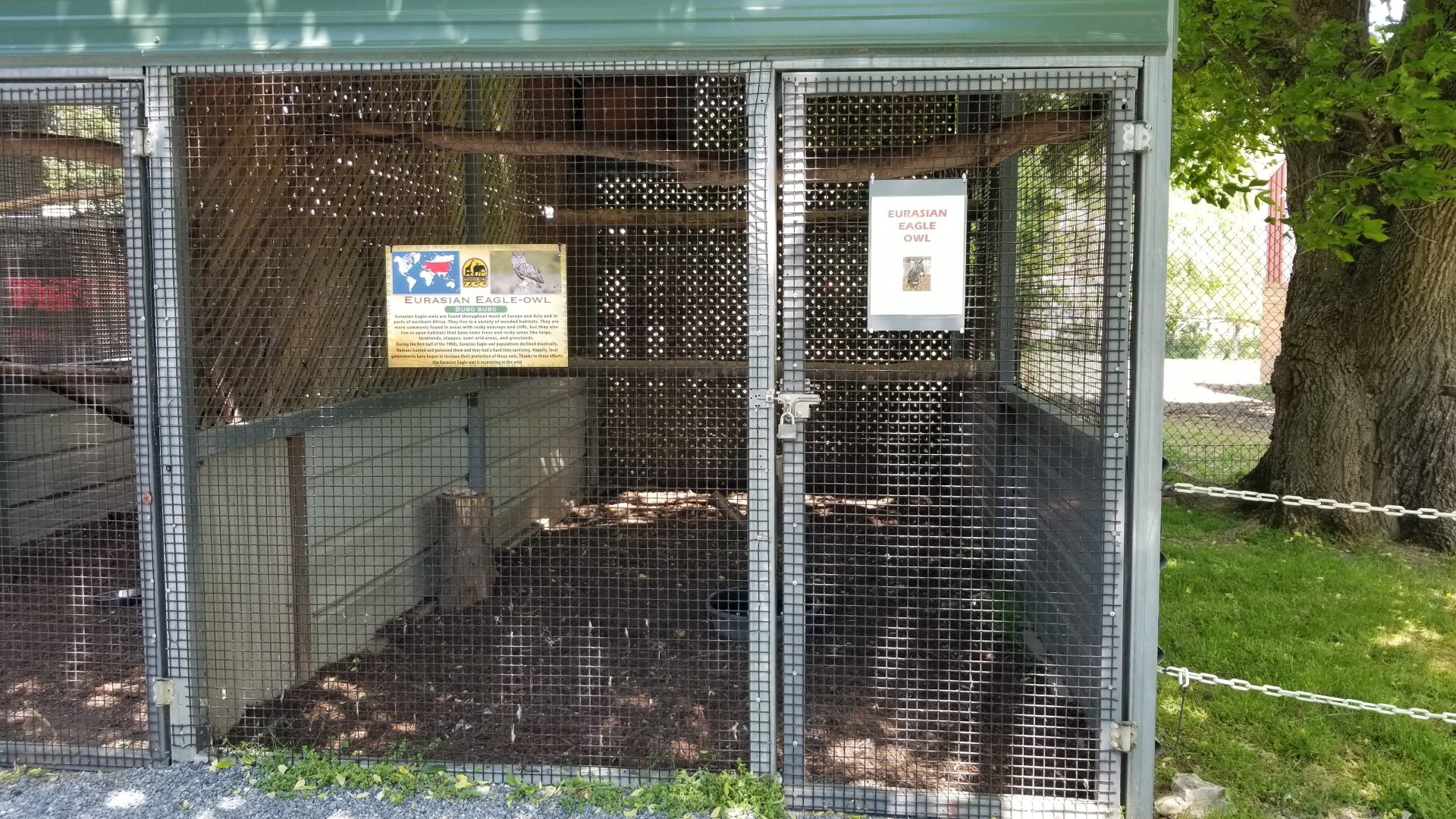 Natural Bridge Zoo - Eurasian Eagle-Owl