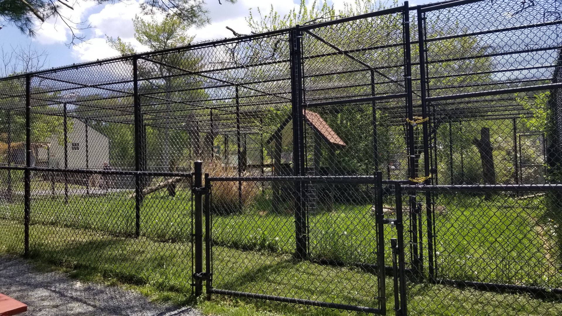 Natural Bridge Zoo - Eurasian lynx exhibit