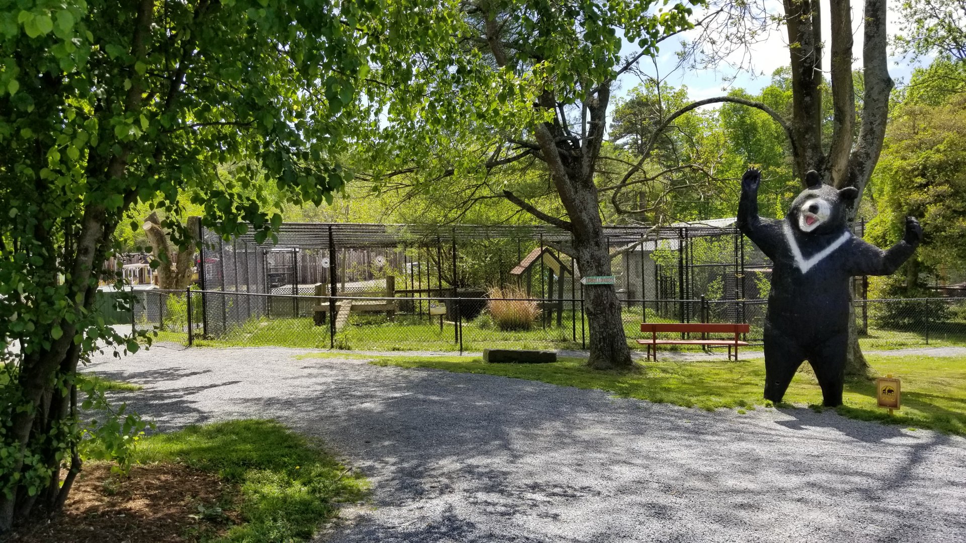 Natural Bridge Zoo - Eurasian lynx, with Asian Black Bear statue