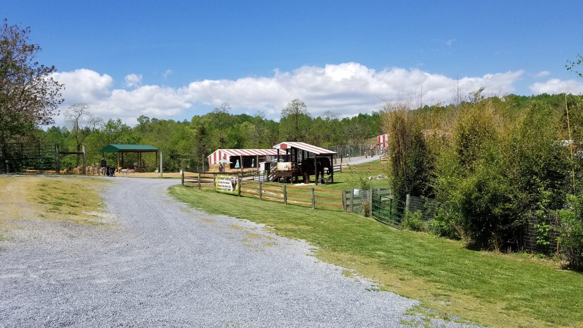Natural Bridge Zoo - Fallow deer, African elephant