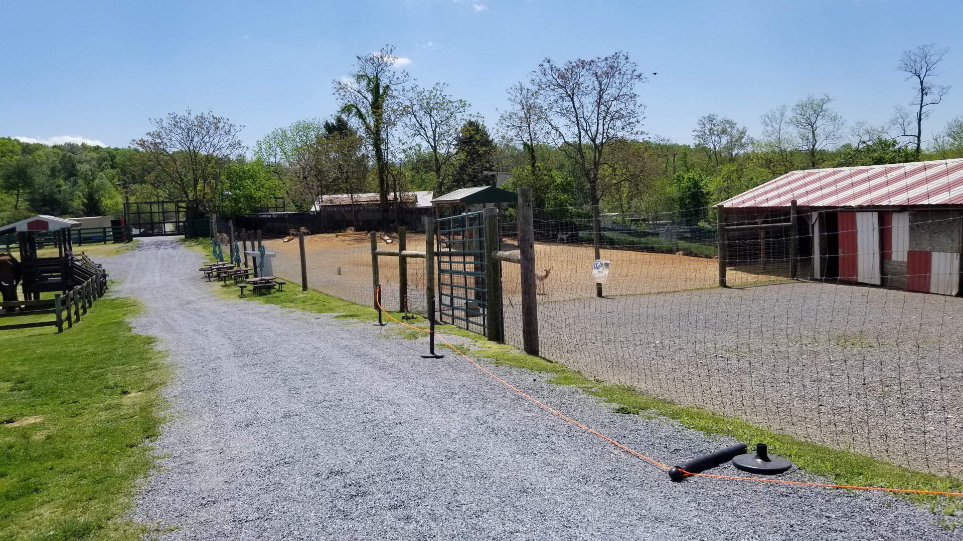 Natural Bridge Zoo - Fallow deer