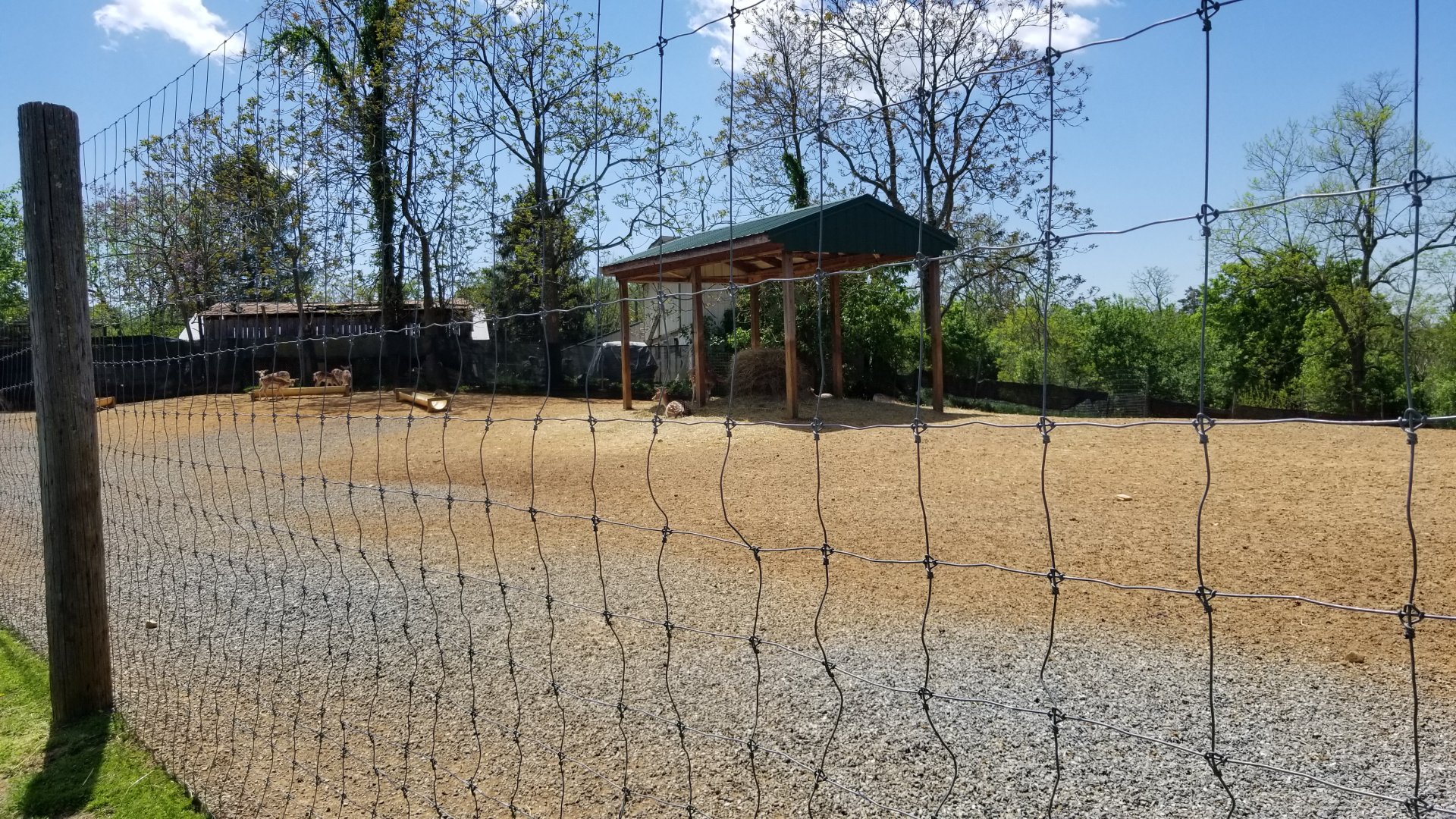 Natural Bridge Zoo - Fallow deer